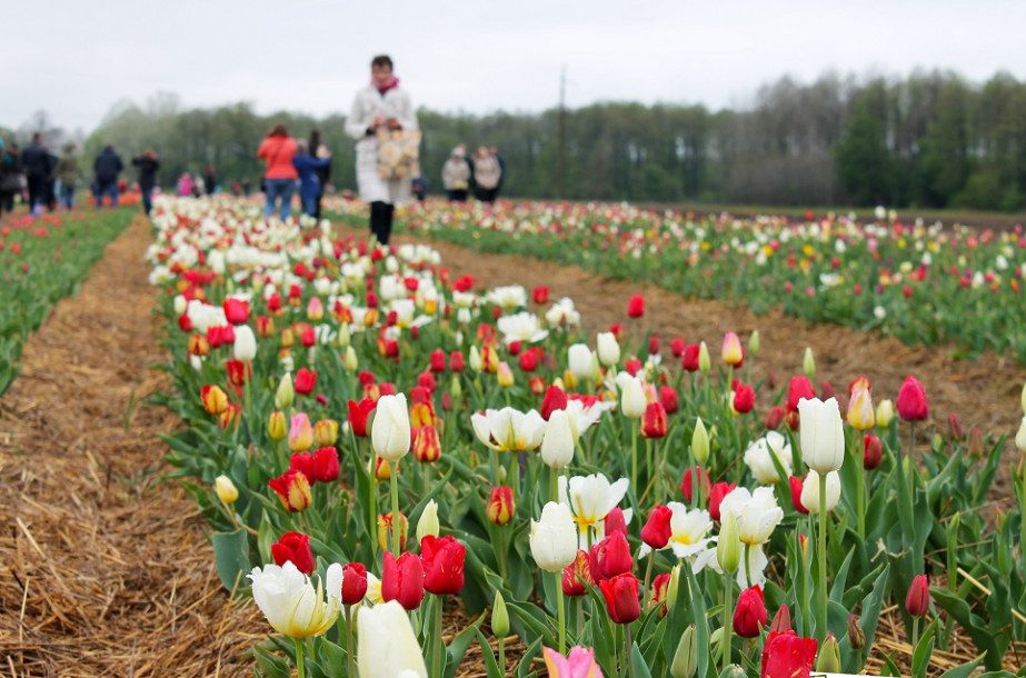На фестивалі “Волинська Голландія” зловили сім’ю, яка понищила квіти
