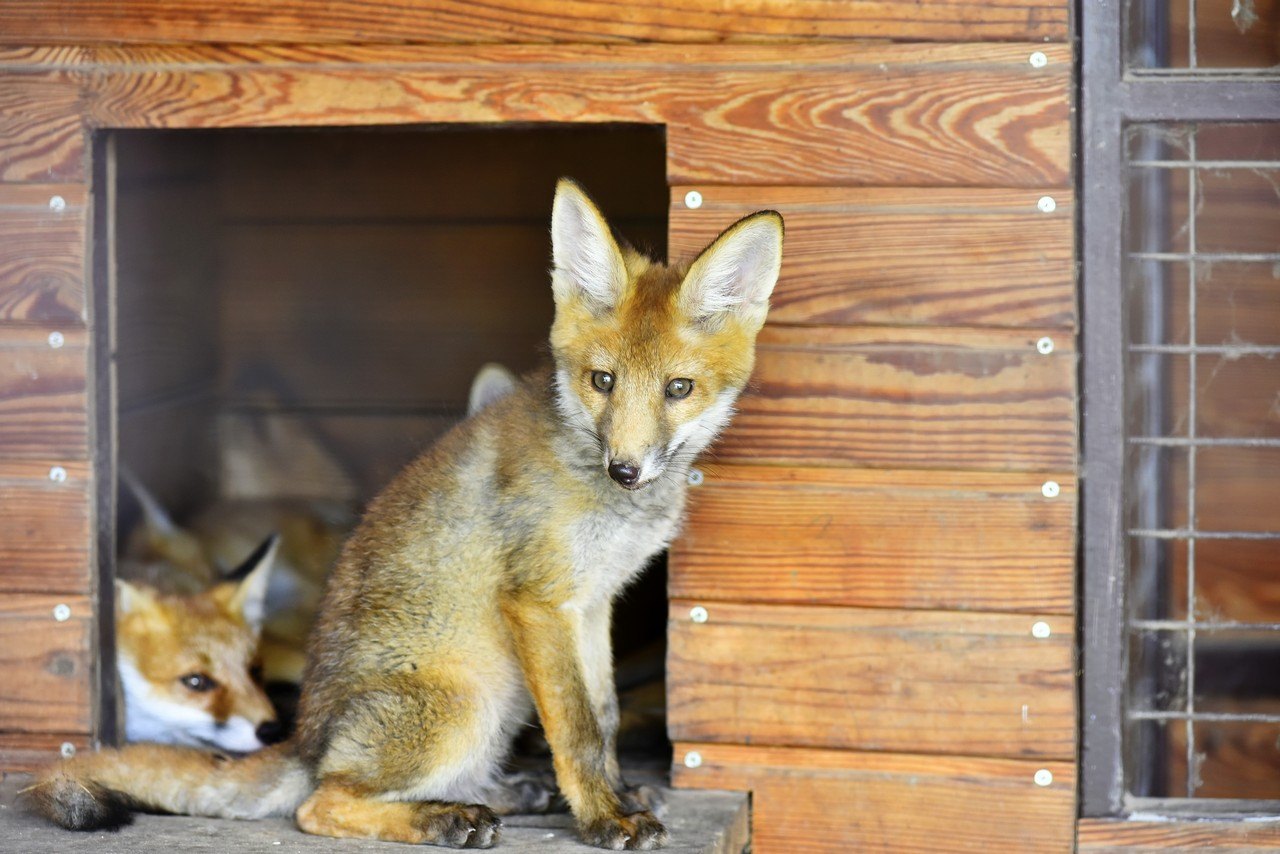 Луцький зоопарк просить скинутися на вольєри для лисиць