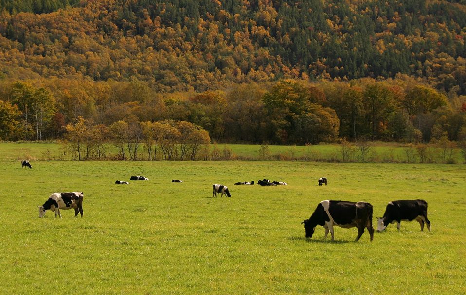 У фермера на Волині отруїли корів. ФОТО 18+