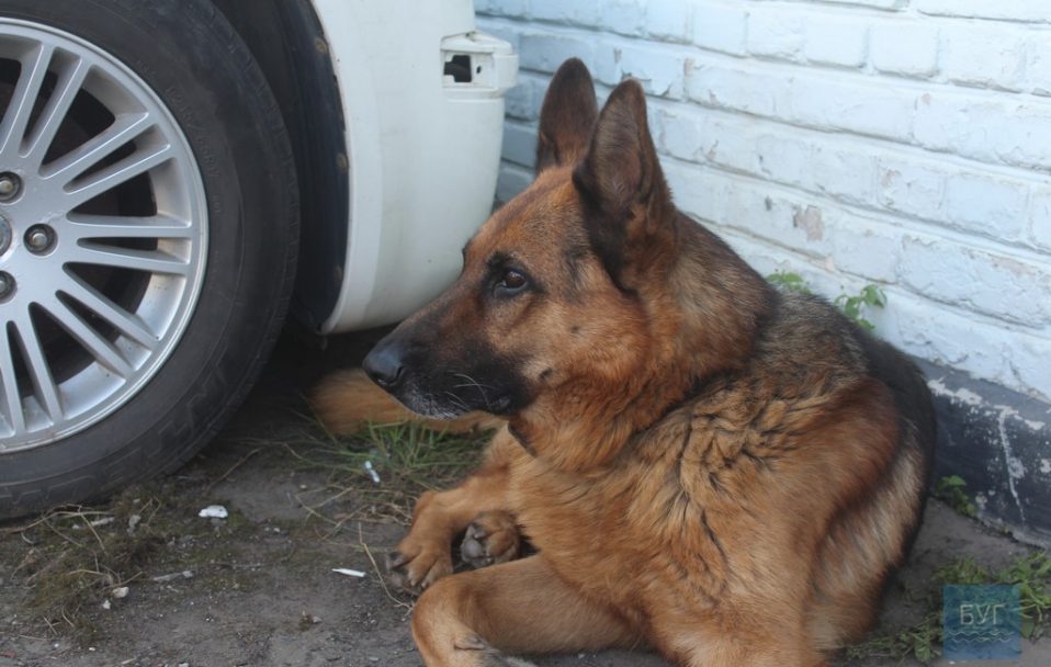 У поліції Нововолинська служить пес, який пройшов війну на Сході. ФОТО. ВІДЕО