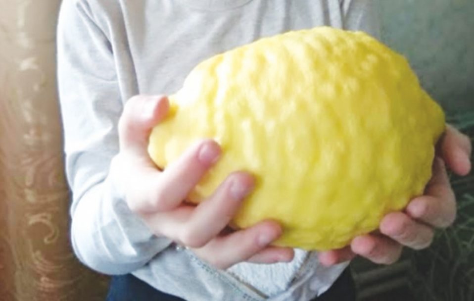 Волинянка виростила на підвіконні лимон вагою 700 грамів. ФОТО