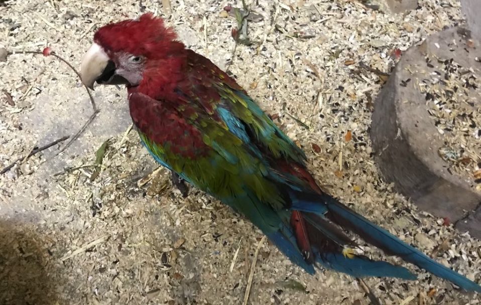 Знайшли папуг, яких раніше викрали із Луцького зоопарку. Один із птахів – помер. ФОТО 18+
