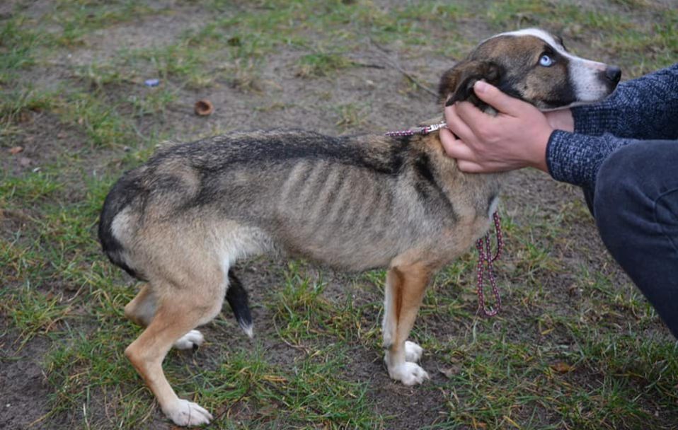Шкіра, кістки і перелякані очі: на Волині врятували собаку від голоду. ФОТО