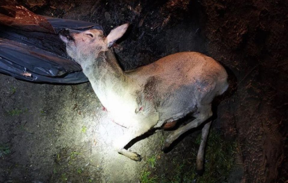 На Волині браконьєри вбили козулю і бобра. ФОТО