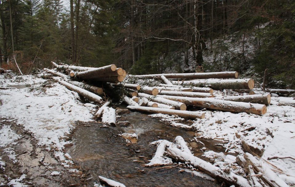 Розкрили схему безконтрольного вирубування лісу на Волині. Сума збитків – 32 700 000 гривень