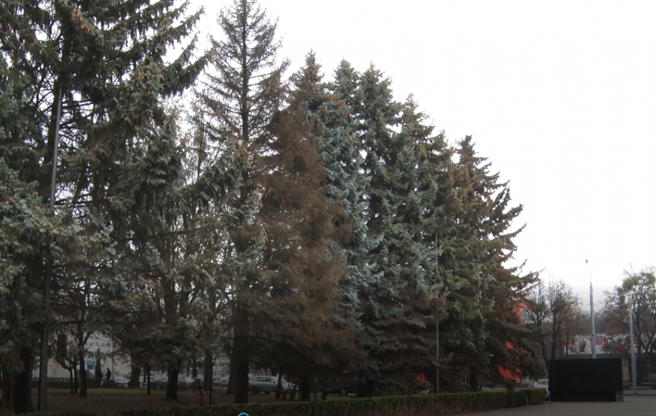 На луцькому меморіалі зріжуть 24 дерева. ВІДЕО