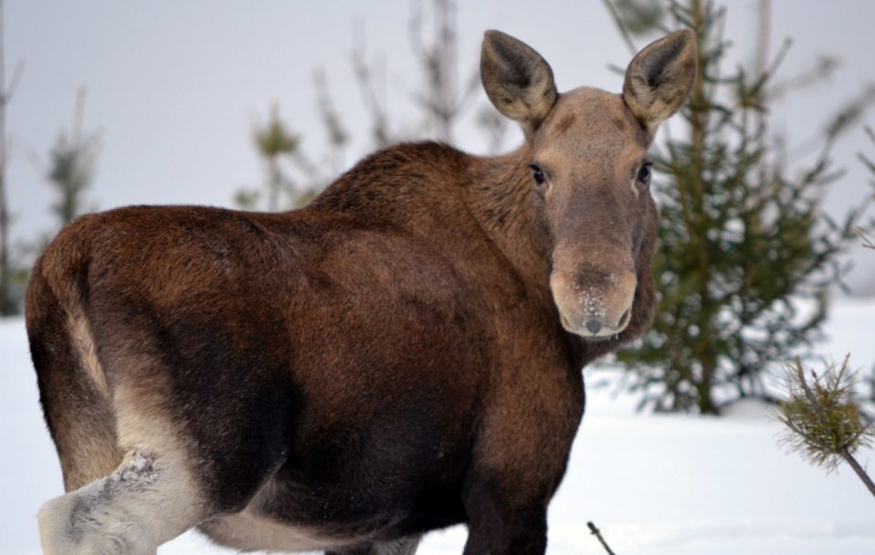 На Волині браконьєри вбили вагітну самку лося і дитинча