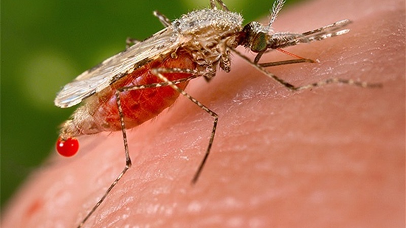 Надоїдливі комахи чи реальна небезпека: що лучани думають про комарів