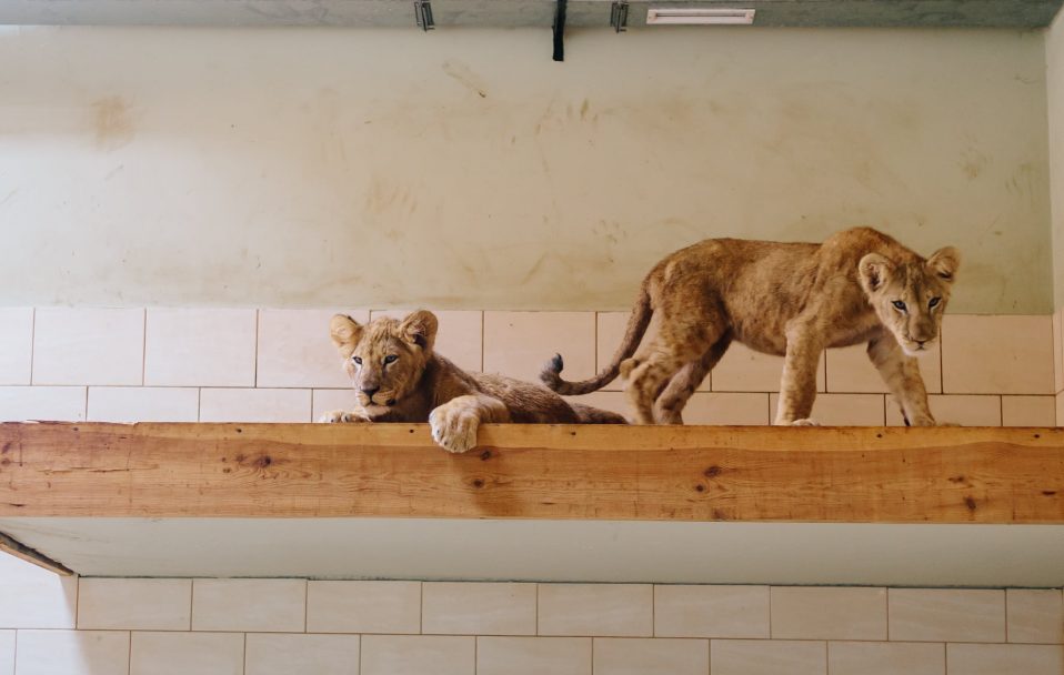 У Луцькому зоопарку – лев’яче поповнення. ФОТО