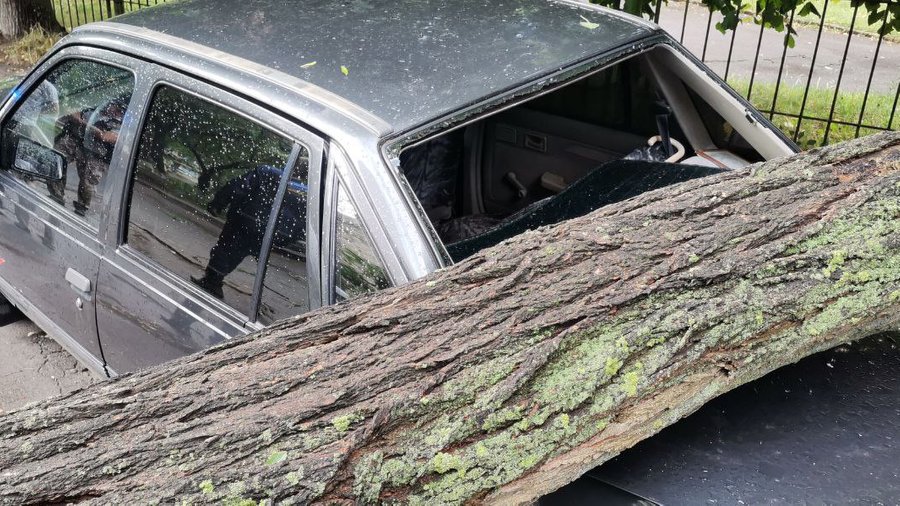 У Луцьку від вітру дерево впало на авто. Хто компенсує збитки власникові. ФОТО