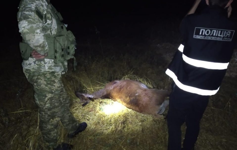 На Волині браконьєри застрелили оленя. ФОТО