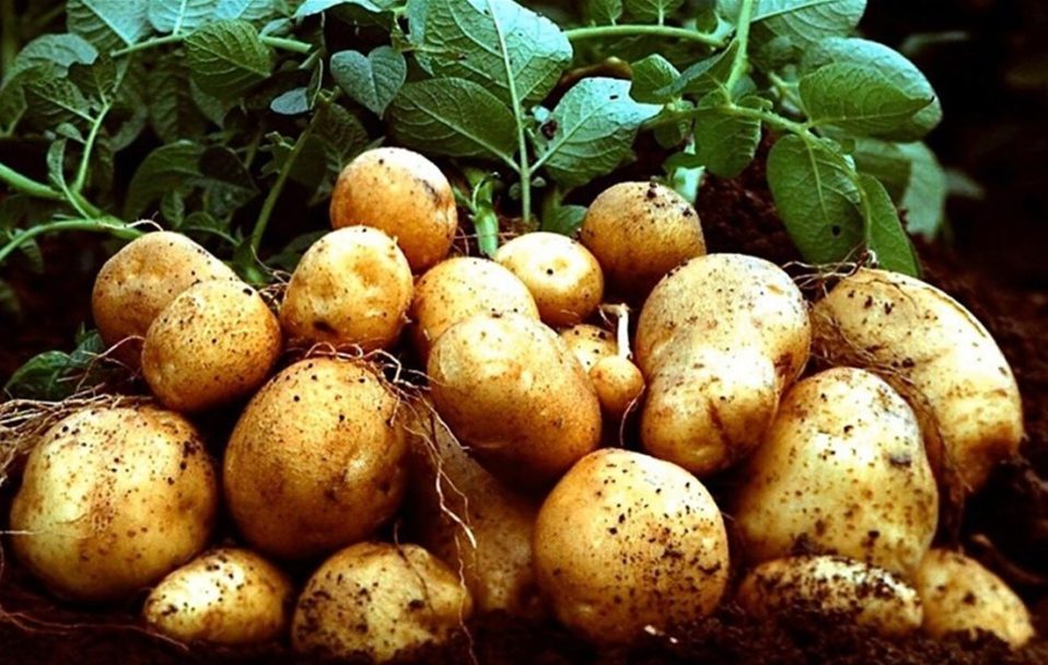 У Луцькому районі – карантин через рак картоплі
