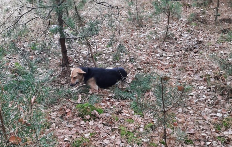 У лісі на Волині нелюди прив’язали собаку і залишили помирати. ФОТО