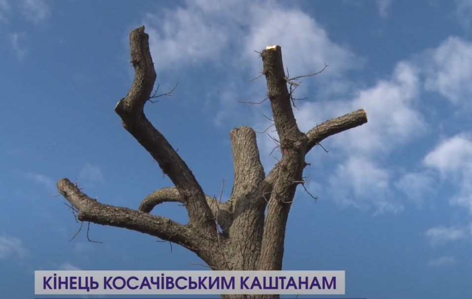 У Колодяжному переймаються долею дерев, які пам’ятають сім’ю Косачів. ВІДЕО