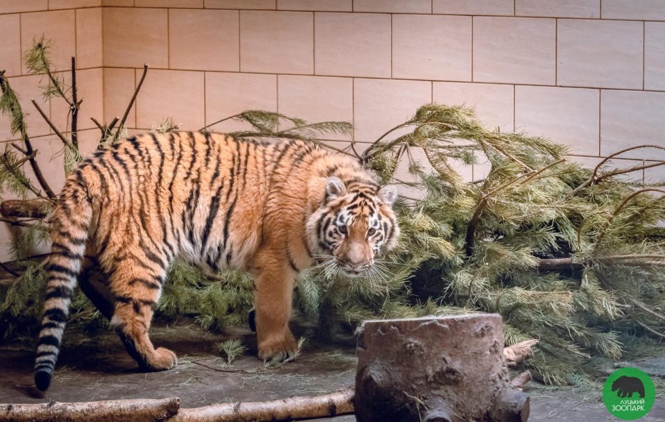Луцький зоопарк просить допомогти з кормом для тварин
