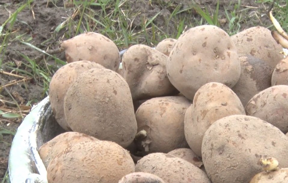 Садіння картоплі – за розкладом: у селах на Волині кипить робота. ВІДЕО