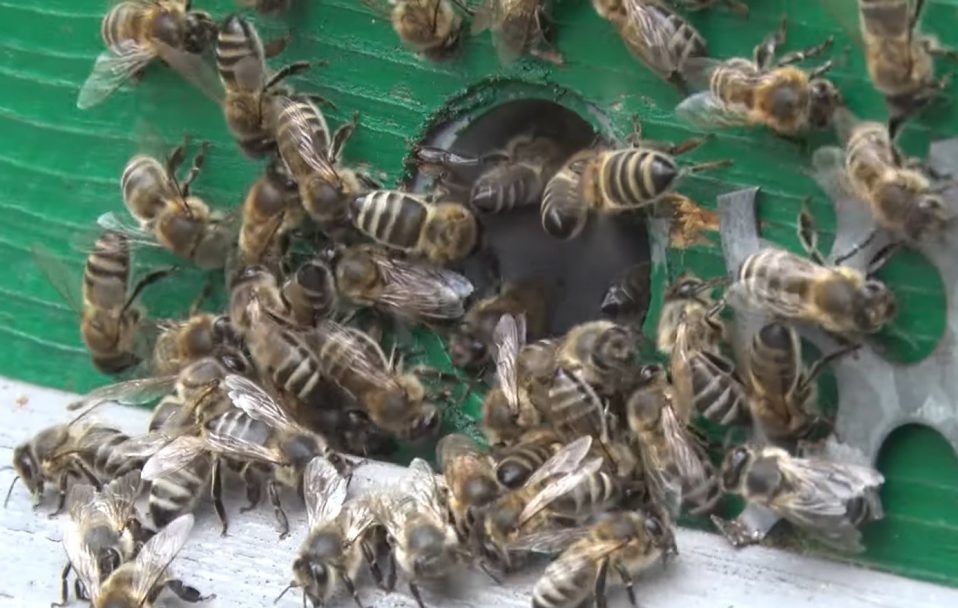 Біля Луцька пасічник лікує бджолами болі у спині. ВІДЕО