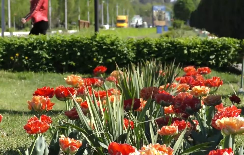 У Вараші розквітли голландські тюльпани. ВІДЕО