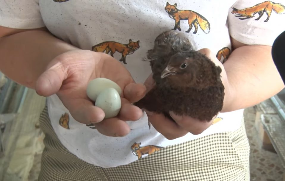 «Пташечка маленька, а яєчко – ексклюзив»: біля Луцька розводять перепілок, які несуть голубі яйця. ВІДЕО