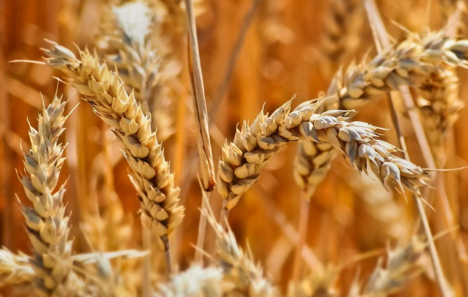 Якого врожаю зерна цього року чекати в Україні і як будемо його продавати: прогноз експерта