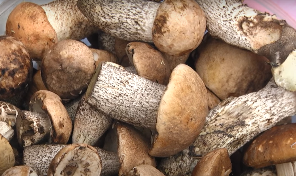 На ринках Луцька з’явилися перші гриби: почому продають і як не отруїтися. ВІДЕО