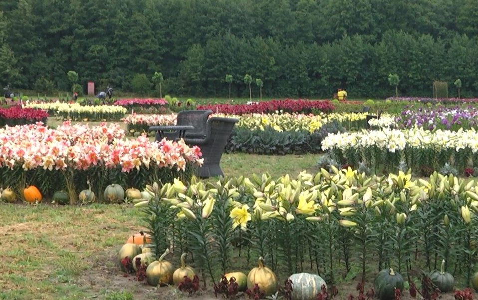У «Волинській Голландії» відкрилося осіннє квіткове поле. Відео