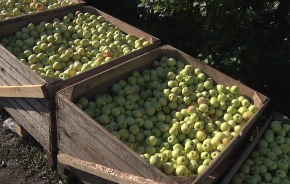 Який цьогоріч врожай яблук на Волині і за скільки їх продають. Відео