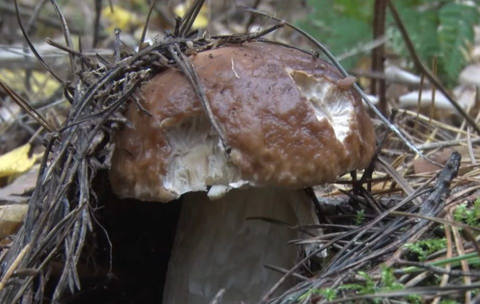 Сезон у розпалі: які гриби ростуть у лісах на Волині та почім їх продають. Відео