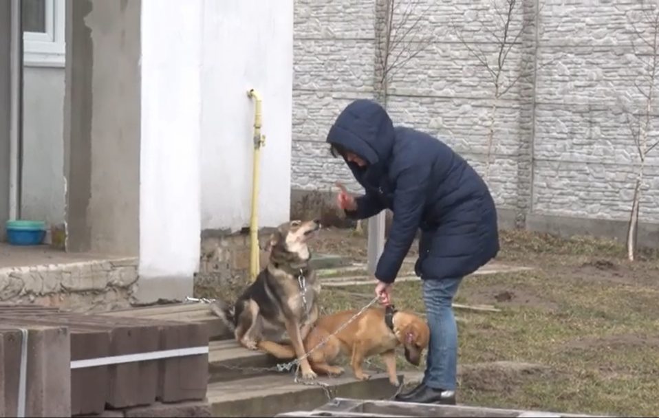 У собак, яких біля Луцька господарі морили голодом, – новий дім. ВІДЕО