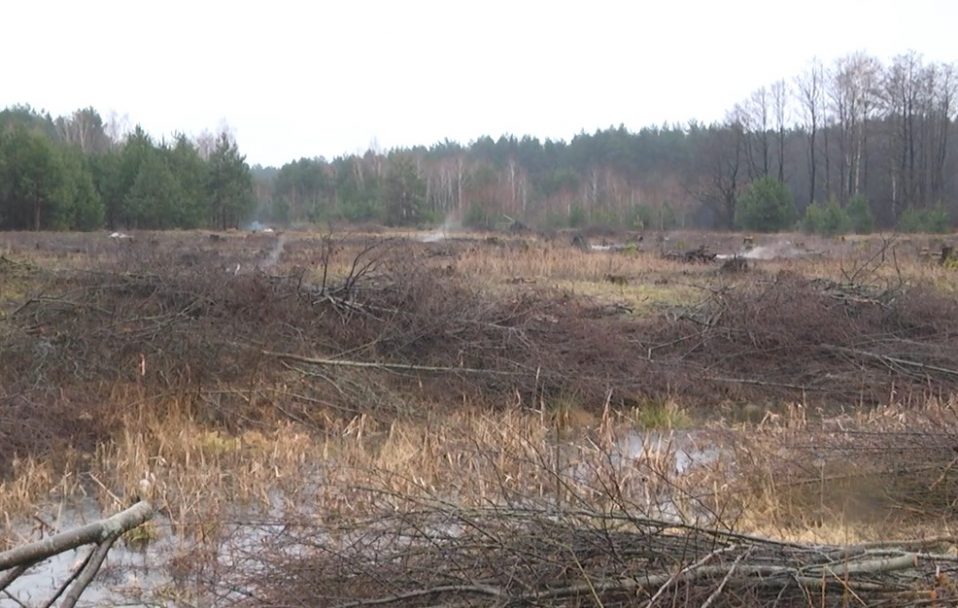 Вирубування дерев біля Луцька: місцева влада каже, що законно. Відео