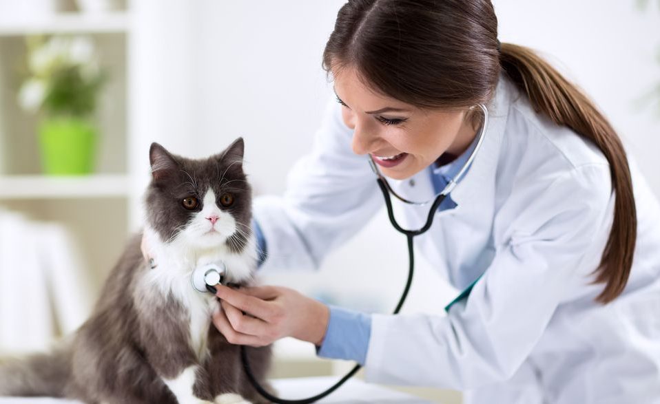Кращі ветеринарні клініки Луцька: послуги, можливості, адреси