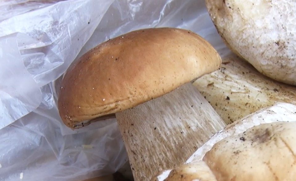 До 250 гривень за кілограм: які гриби можна купити на базарі в Луцьку