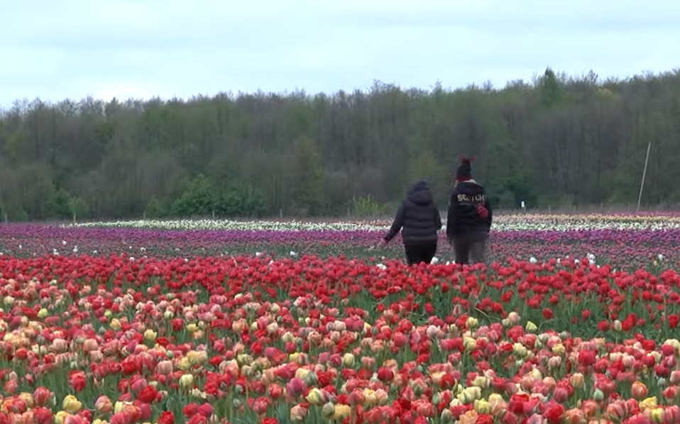 4 гектари поля та понад мільйон тюльпанів: репортаж з «Волинської Голландії»