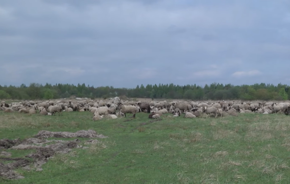 Лучанин розвів тисячі овець, сотні кіз і корів і ще й коней