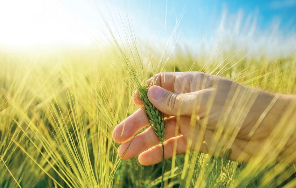 Клімат і зерно: як природа міняє реалії сільгоспвиробників і що буде з українським ячменем?