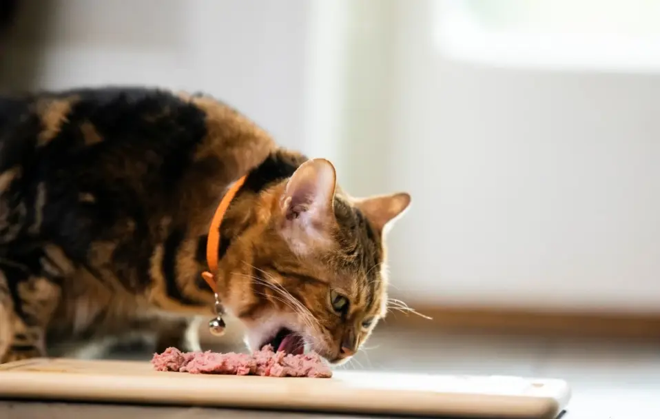 Роль білків і жирів у харчуванні кішки